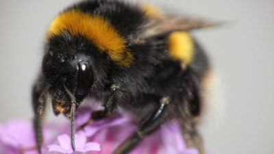 En humla i närbild som sitter på en rosa blomma.