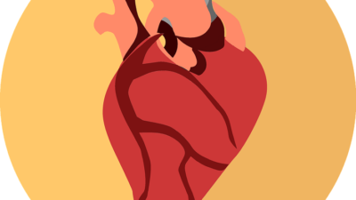 En bild av ett hjärta. Det är rött och ungefär lika stort som en knytnäve. Hjärtat har flera utgångar och blodådror.