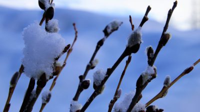 Snö på några kvistar