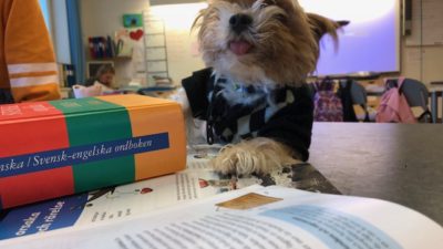 En hund med jumper ligger på ett skrivbord med skolböcker på i ett klassrum.