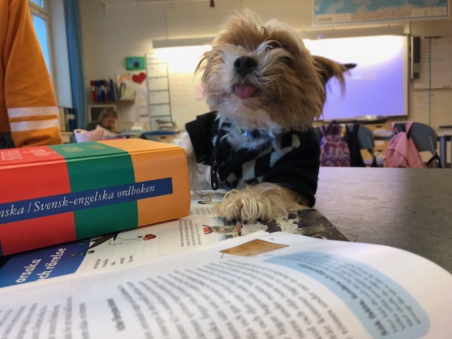 En hund med jumper ligger på ett skrivbord med skolböcker på i ett klassrum.