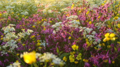 Flera olika sorters blommor växer tätt tillsammans på en äng. En låg sol skiner över ängen.