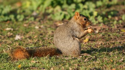 En ekorre sitter på en mosstäckt mark. I framtassarna håller den ett frö som den äter på. Pälsen är jämn och öronen små.