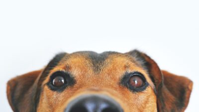 En hund