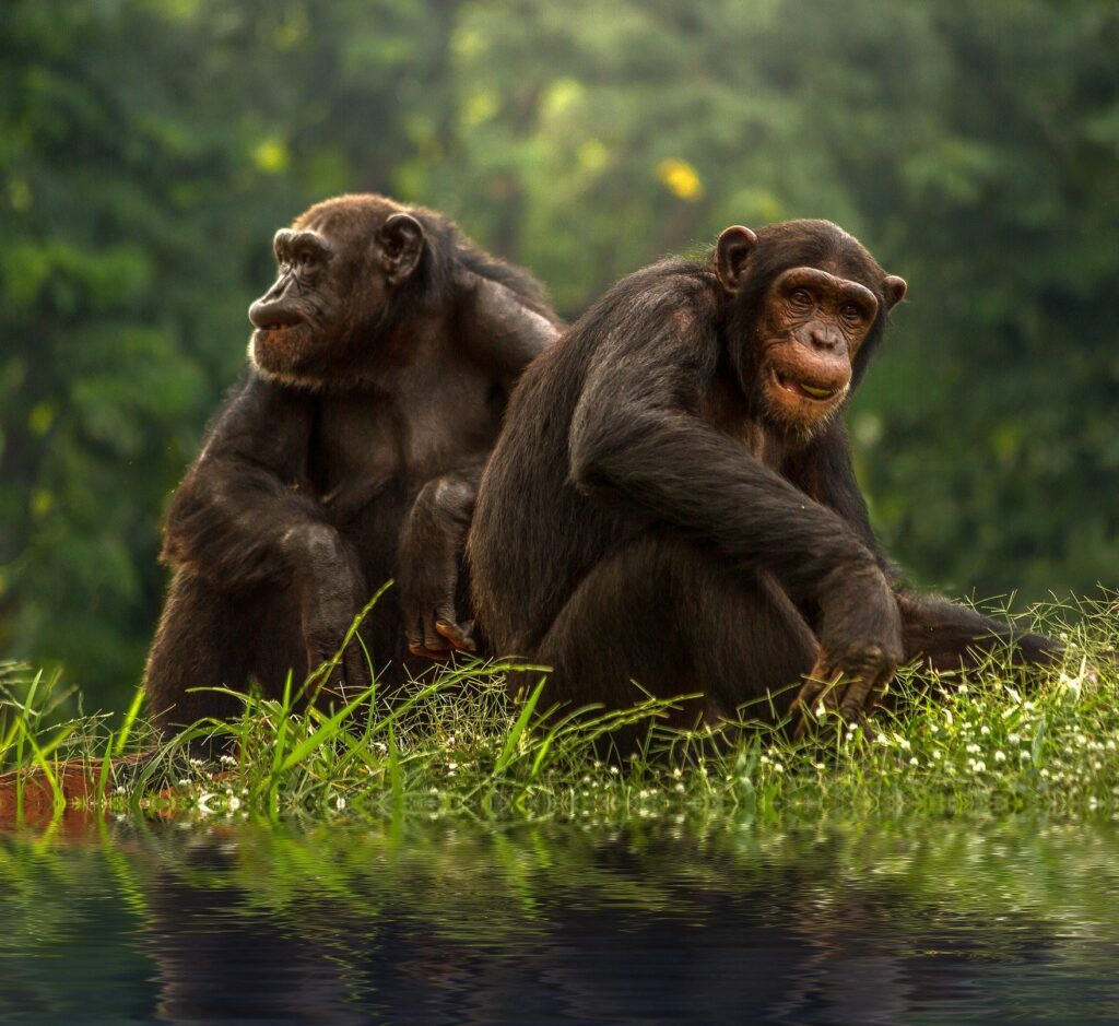 gamla schimpanser gillar sina vänner.