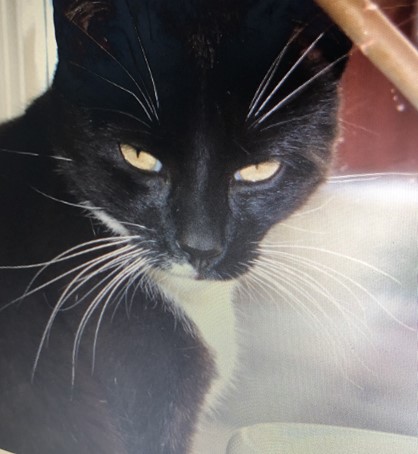 En svart katt