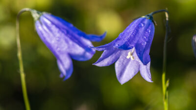 Liten blåklocka