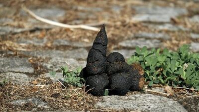 Mer hundbajs på gatorna