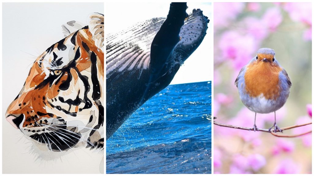 Collage på djur