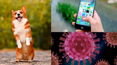 En hund, covid-virus och en mobil.