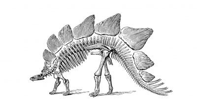 En stegosaurus.