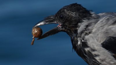 En kråka som har något i munnen.